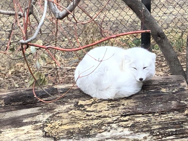 IMG_5322
arctic fox
