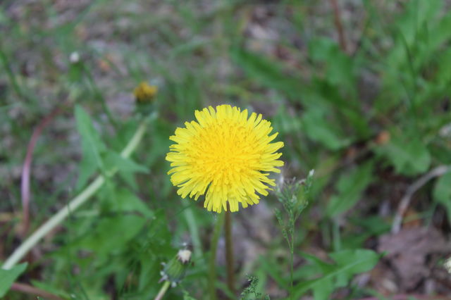 IMG_8553
Dandelion
