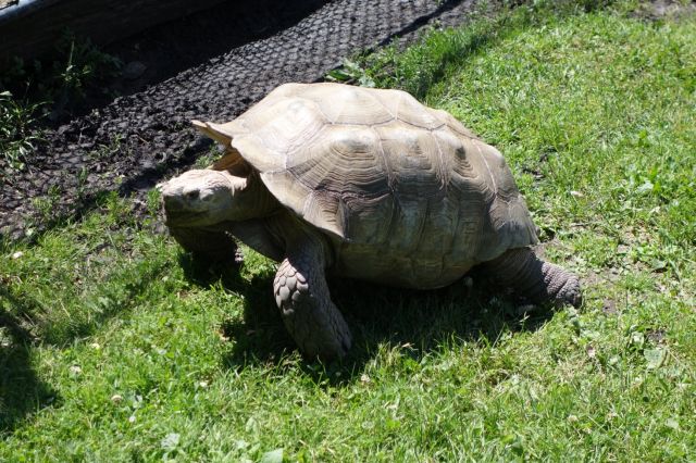 DSC01124
Keywords: tortoises