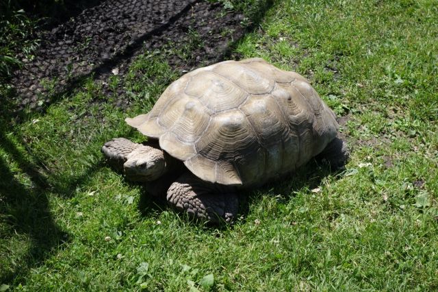 DSC01135
Keywords: tortoises