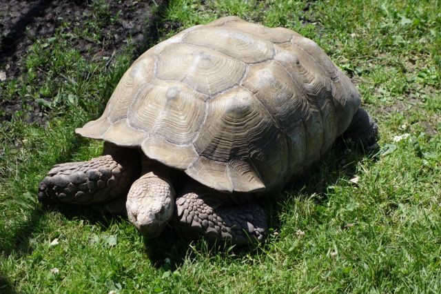 DSC01137
Keywords: tortoises