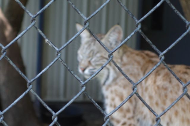 DSC01198
Keywords: bobcats