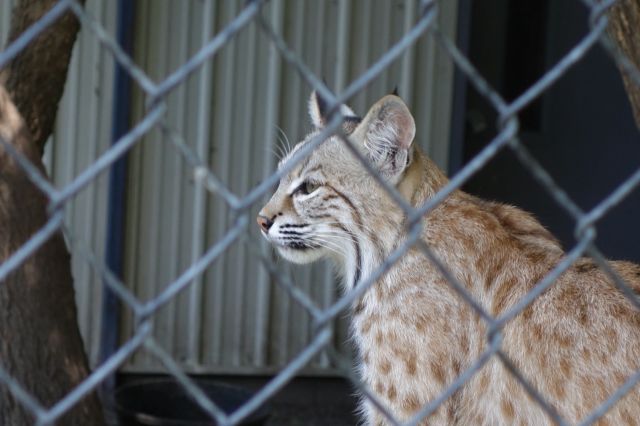 DSC01199
Keywords: bobcats