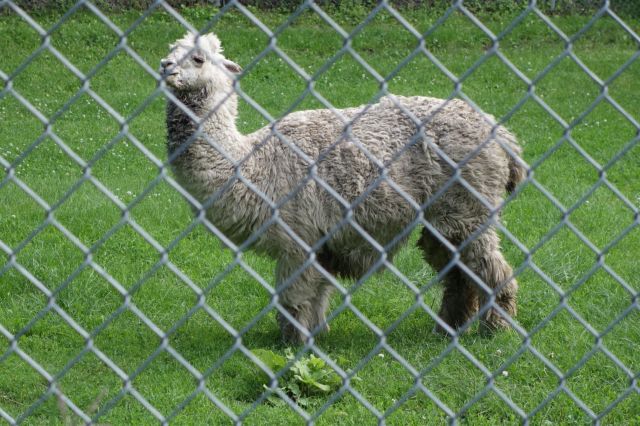 DSC01272
Keywords: alpacas